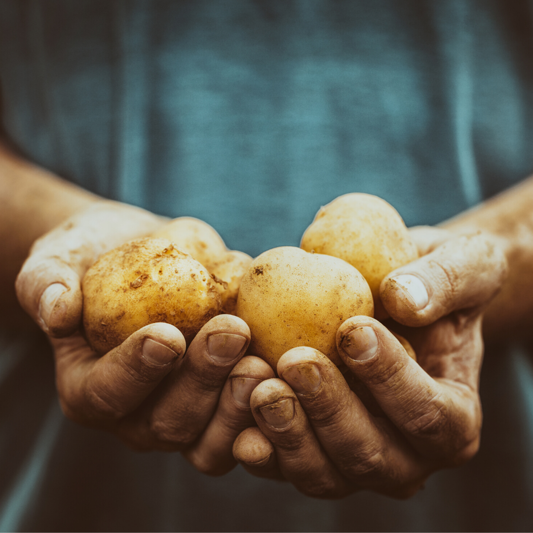 how to grow organic potatoes
