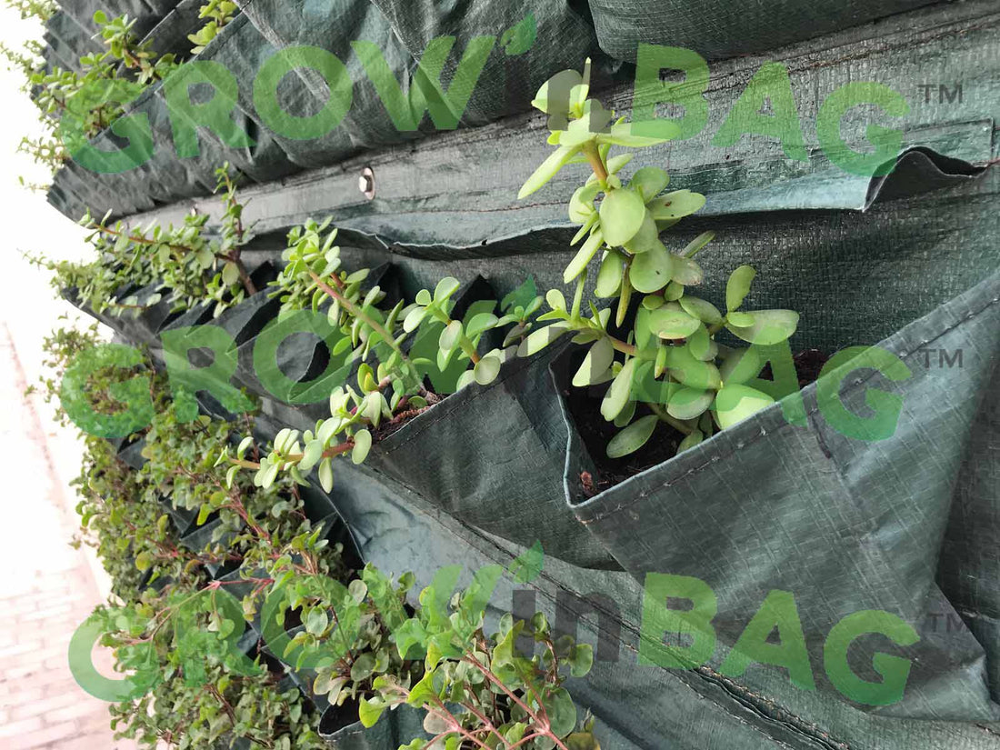 Urban Farming and Urban Gardening. The First Steps