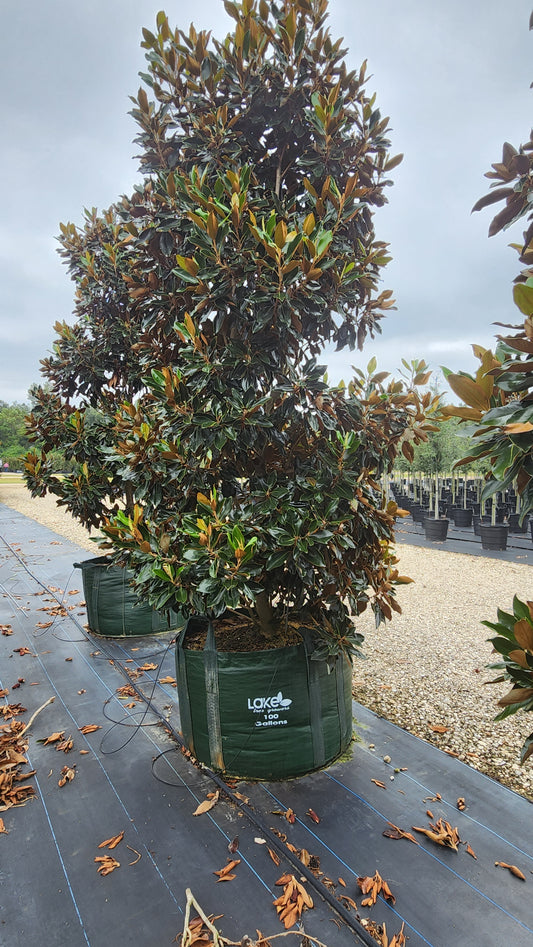 100 Gallon Grow Bag - Growinbag By GrowInnovate