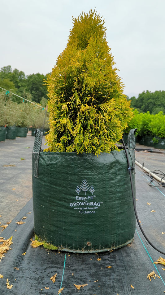 10 Gallon Grow Bag - Growinbag By GrowInnovate