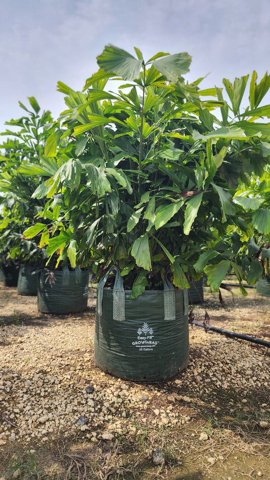 25 Gallon Grow Bag - Growinbag By GrowInnovate