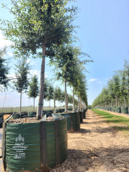 60 Gallon Grow Bag - Growinbag By GrowInnovate