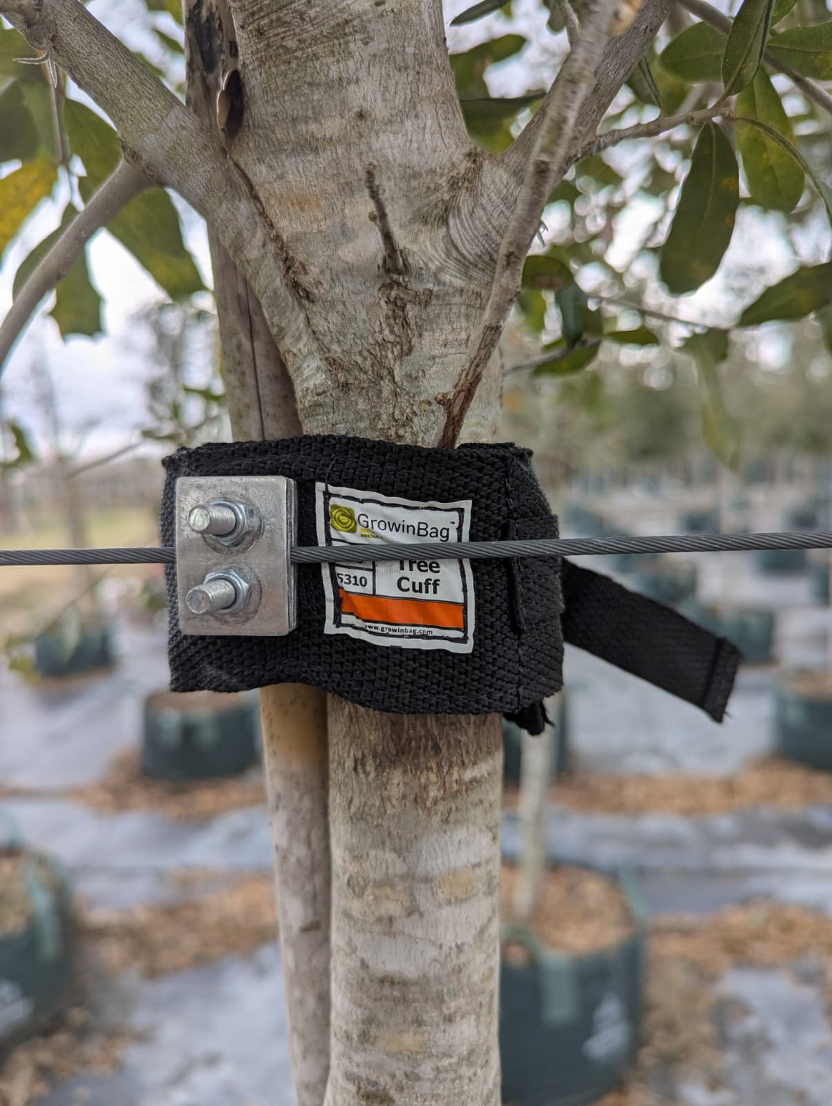 Tree Cuff