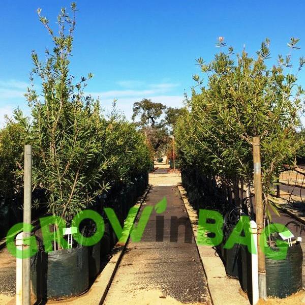 10 Gallon Grow Bag Growinbag By GrowInnovate