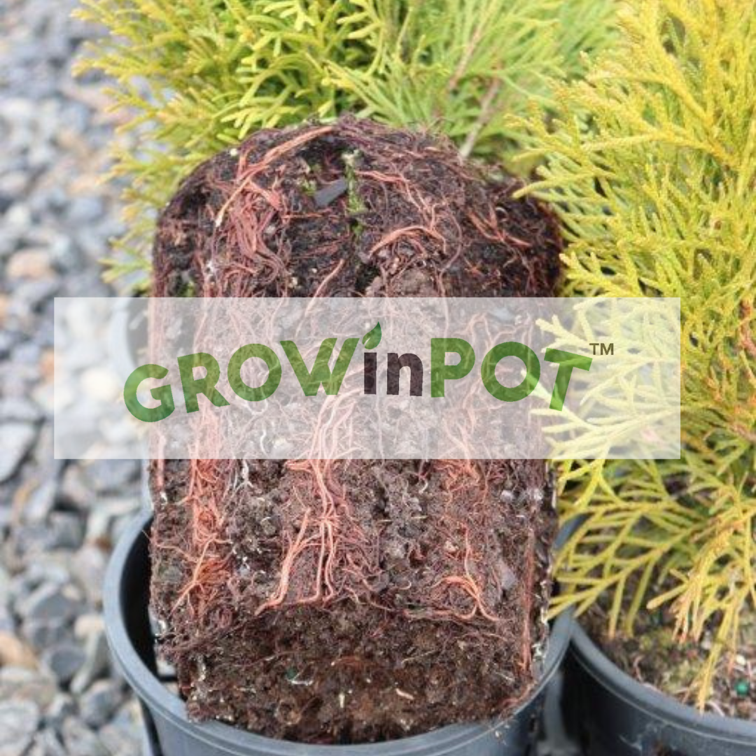 GROWinPOT 1/2 Gallon 165 pcs/carton - GROWinBAG