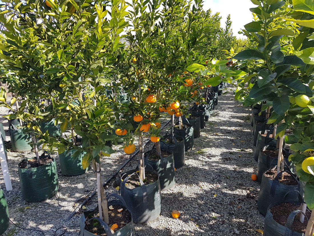 Revolutionizing Citrus Cultivation with GrowinBag™ by Growinnovate