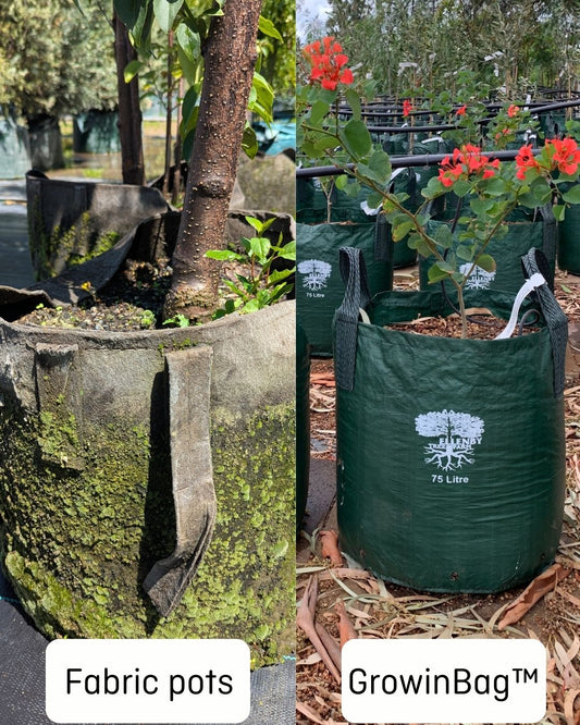 GrowinBag™ vs Fabric Pots in Commercial Nurseries