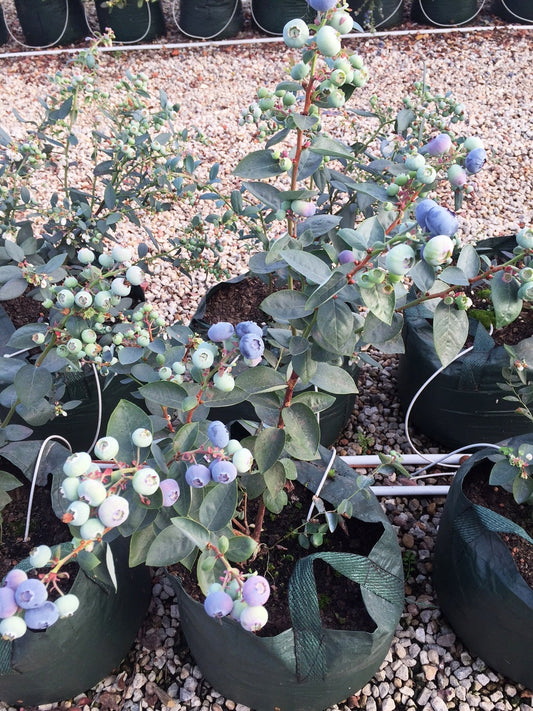 Grow Better Blueberries: What Every Grower Needs to Know About GrowinBag™