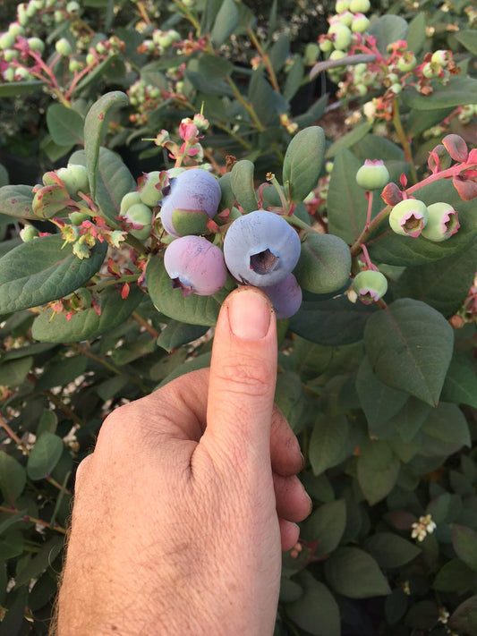 Hydroponic cultivation can yield double or more fruits