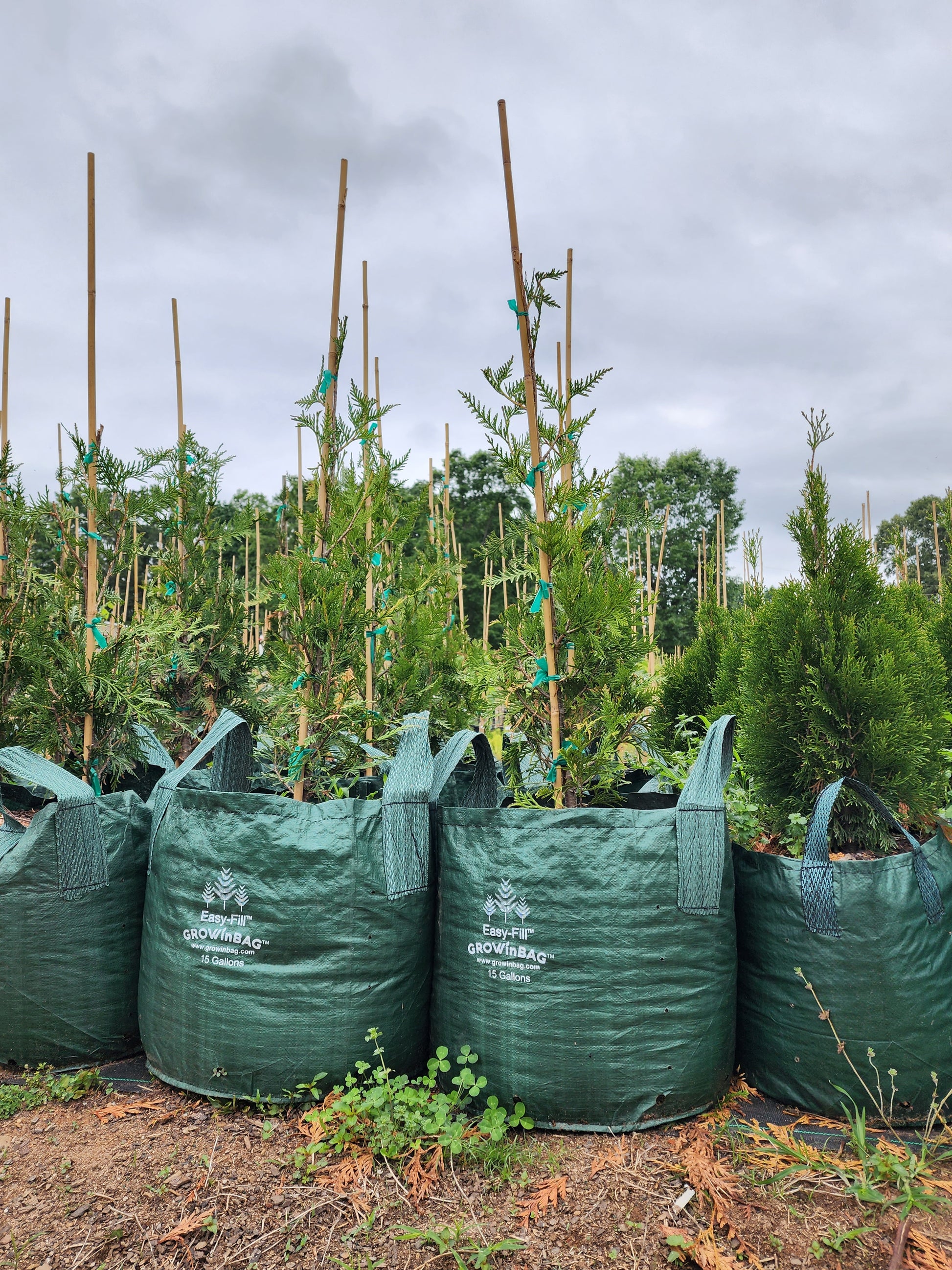 grow plants in a bag 15 Gallon Grow Bag