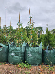 15 Gallon Grow Bag