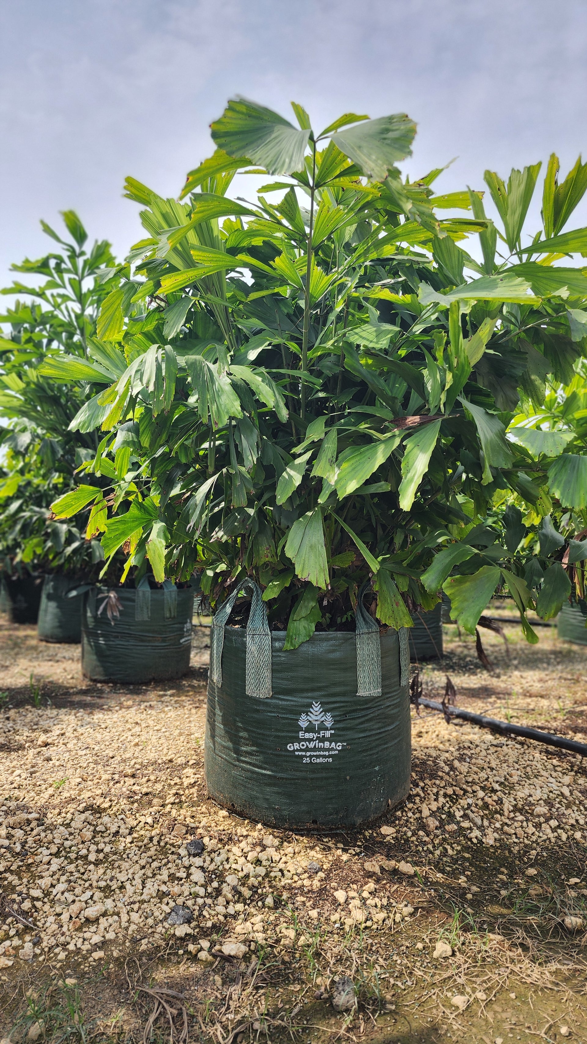 plant bag pot 25 Gallon Grow Bag