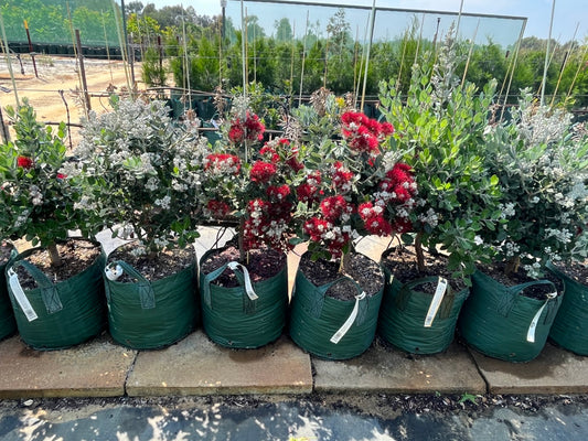 3 Gallon Grow Bag - Growinbag By GrowInnovate