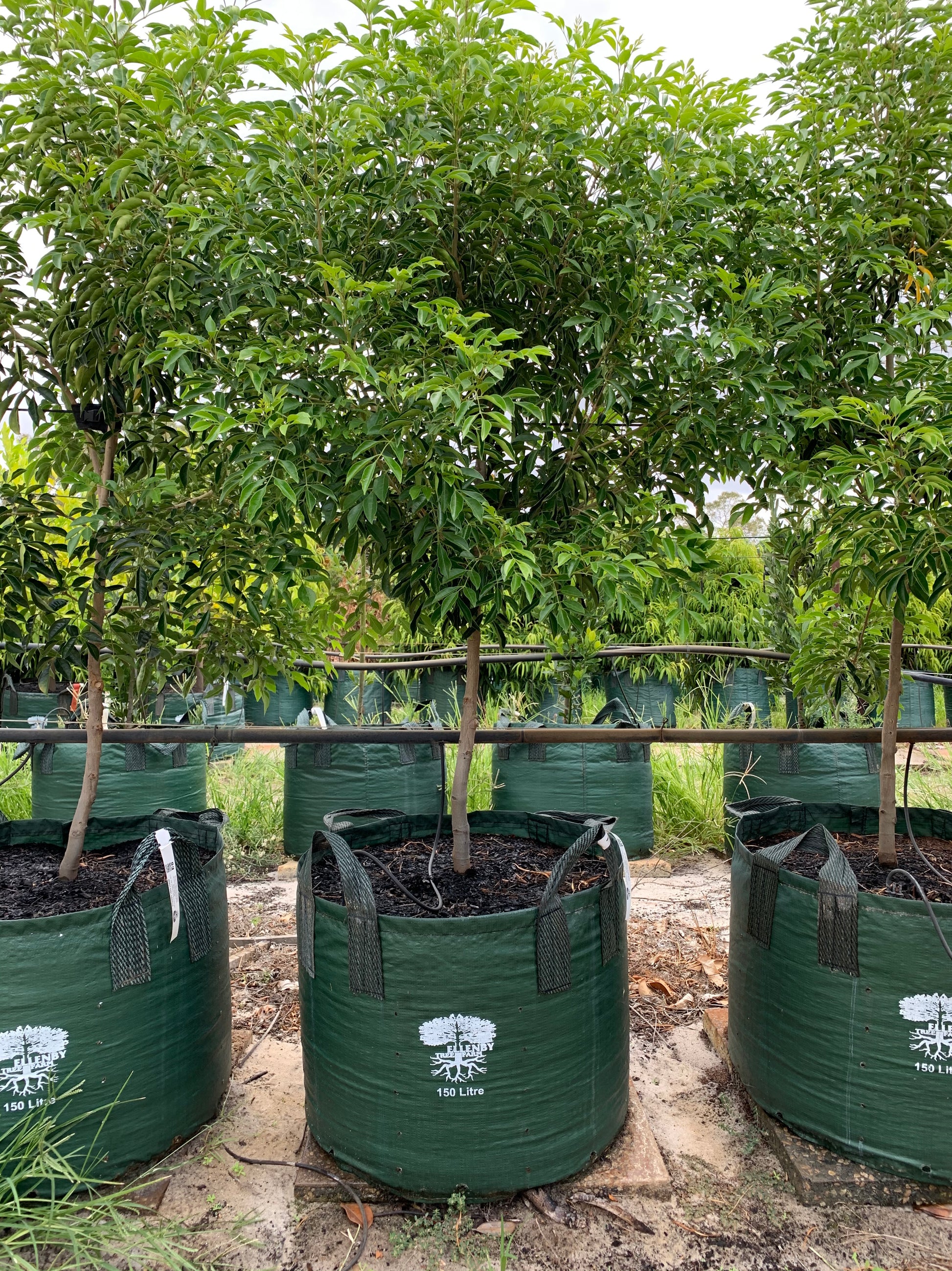 40 gallon planter pots 40 Gallon Grow Bag