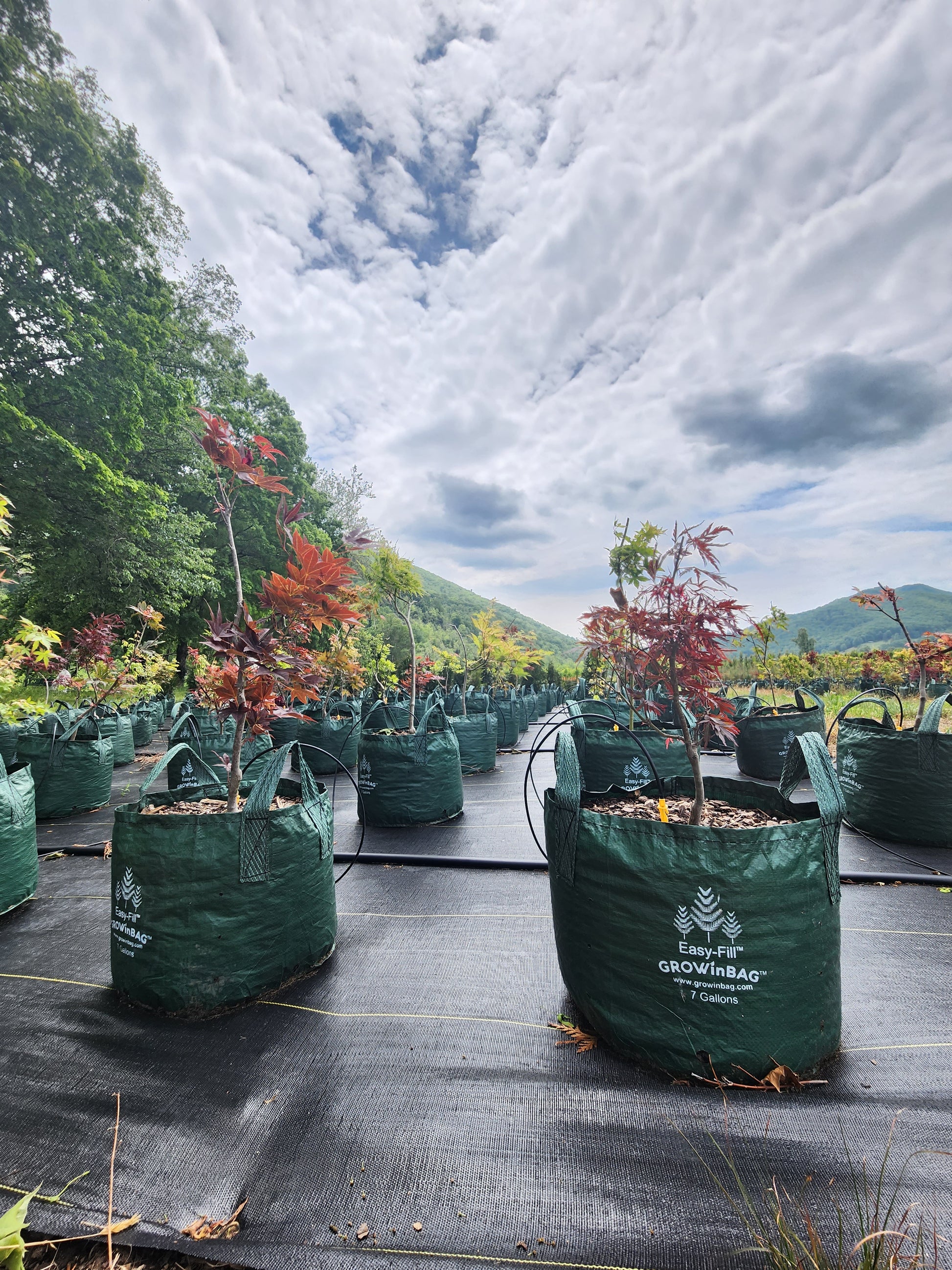 7 gallon plant grow bags 7 Gallon Grow Bag