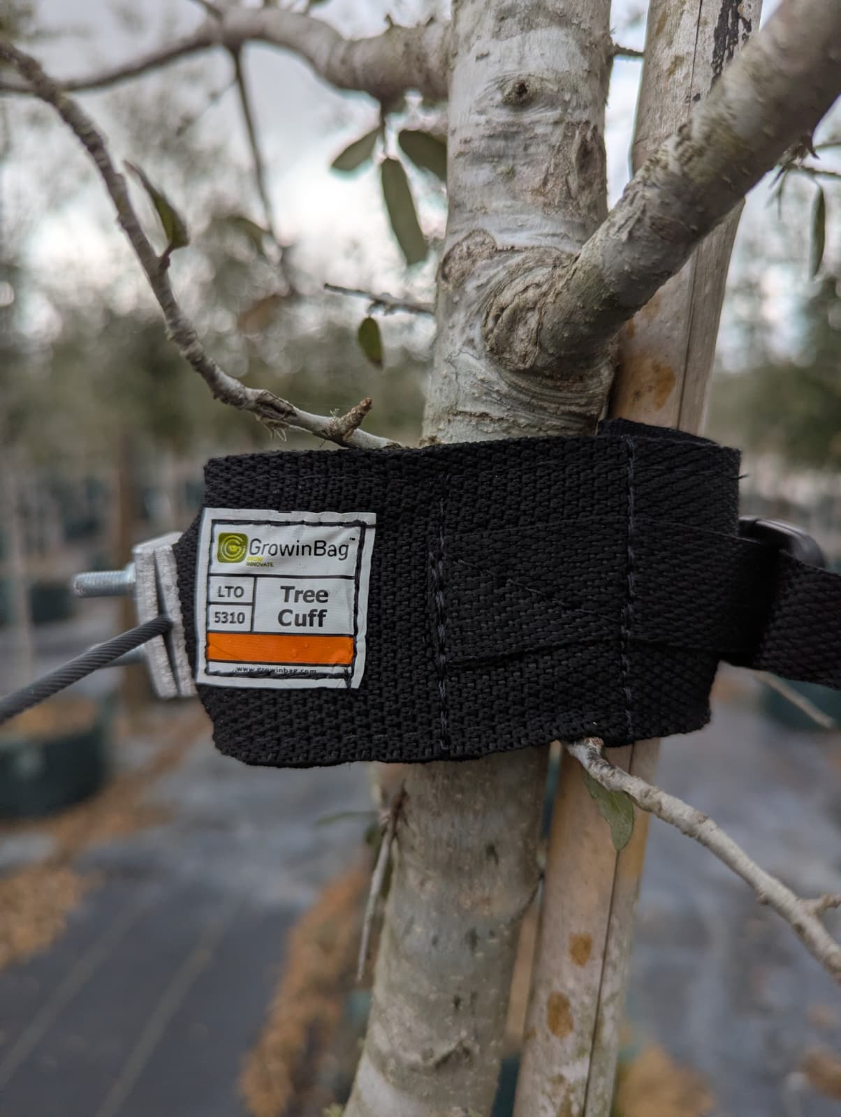Tree Cuff