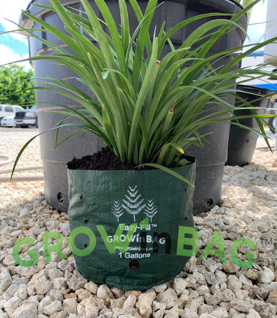 Hybrid Tree Grow Bags – Seed2Plant