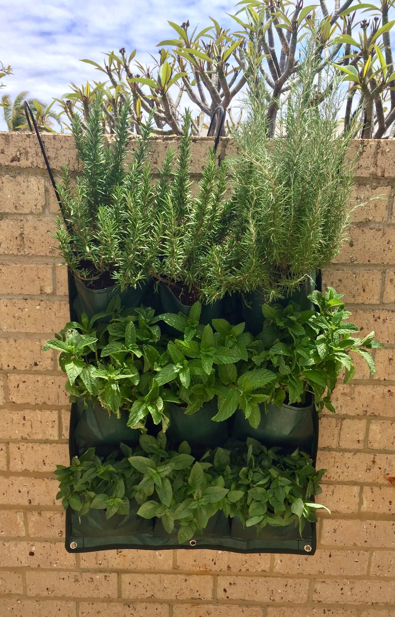 outdoor wall plant hanger Hanging Wall Garden