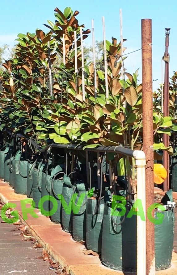Nokiwiqis Plant Bag Garden Vegetable Plant Bag Plantbag with